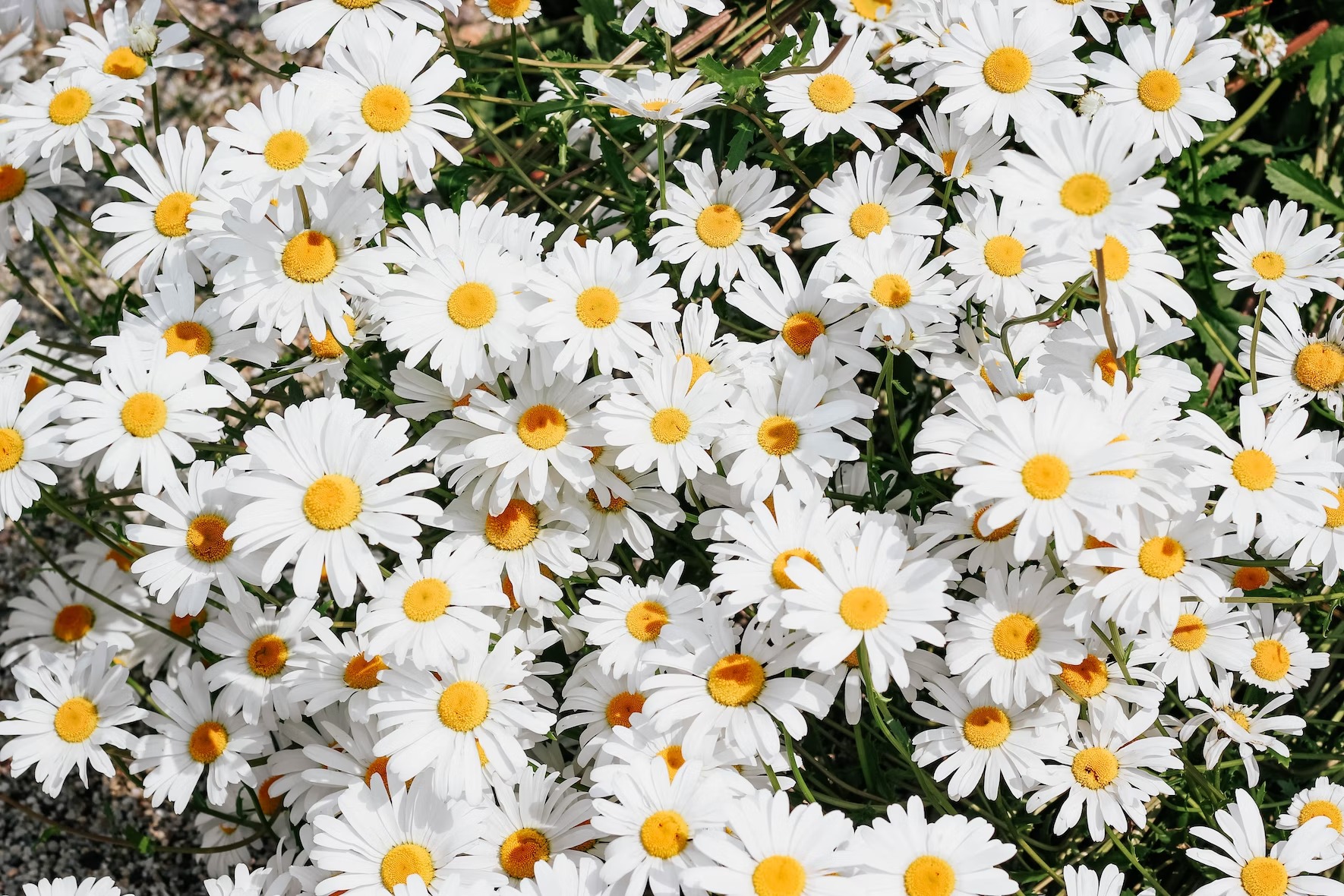 Daisy flowers